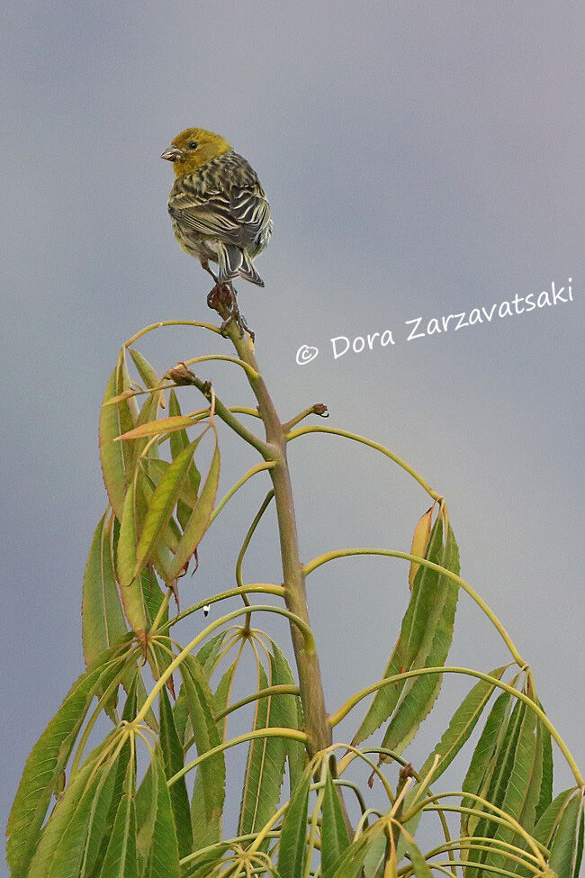 Serin des Canaries