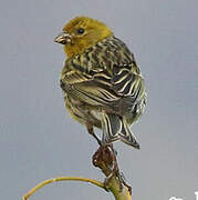 Serin des Canaries