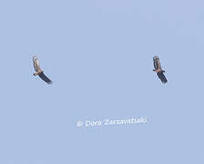 Crested Serpent Eagle