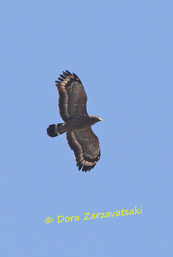 Crested Serpent Eagleadult, Flight