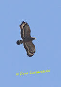 Crested Serpent Eagle