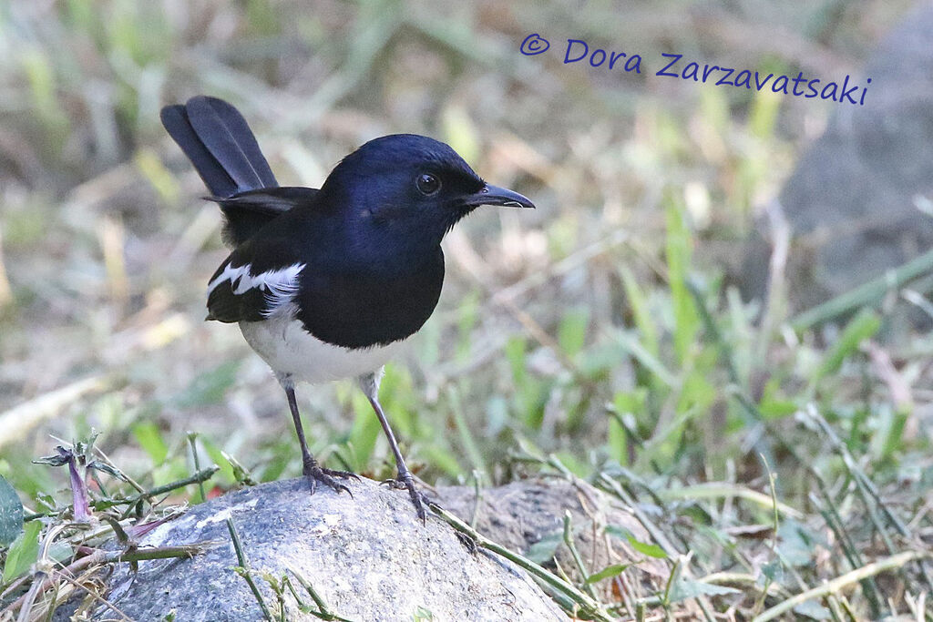 Oriental Magpie-Robinadult, identification