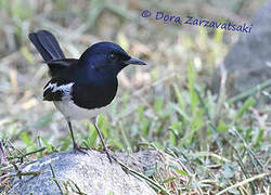 Oriental Magpie-Robin