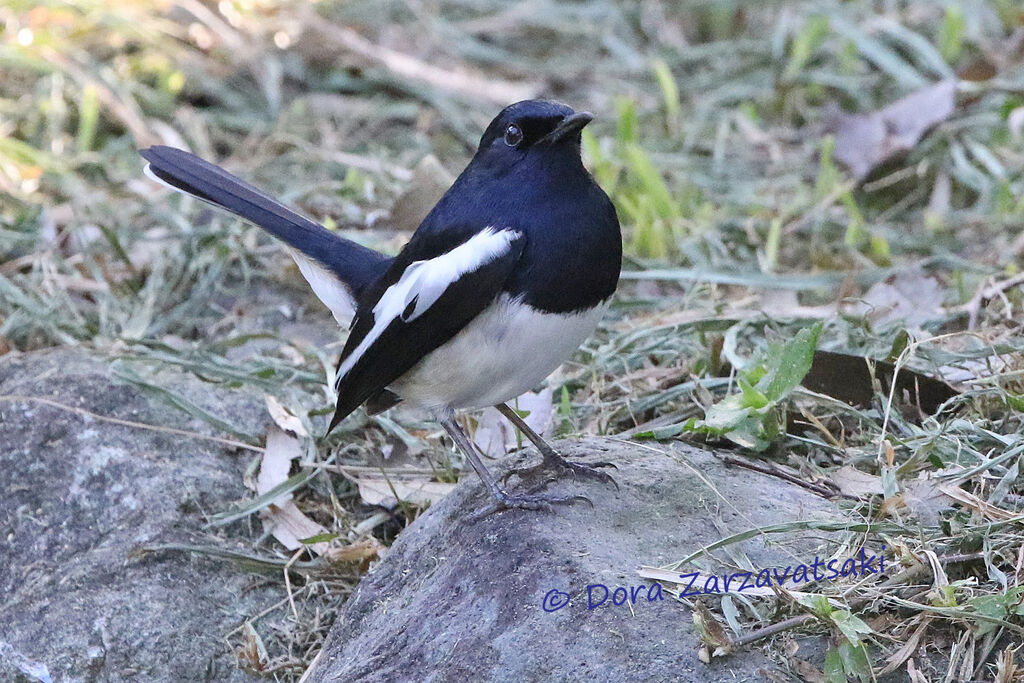 Shama dayaladulte, identification