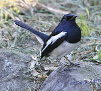 Oriental Magpie-Robin