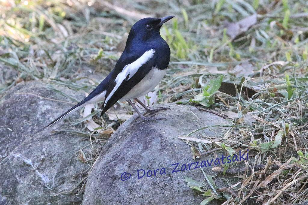 Oriental Magpie-Robinadult, identification