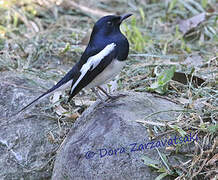 Oriental Magpie-Robin