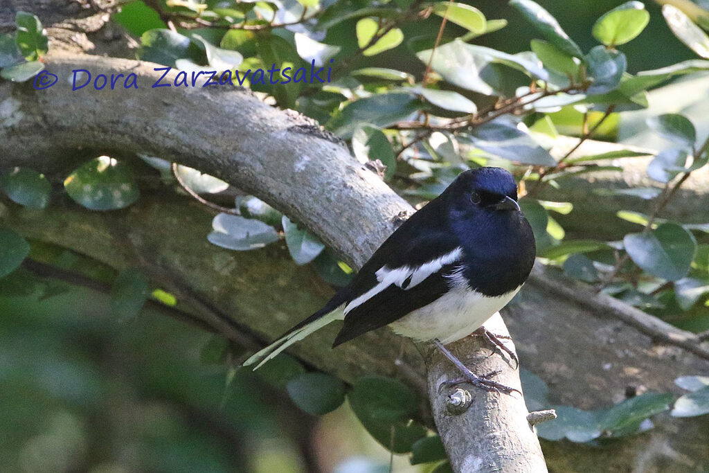 Shama dayaladulte, identification