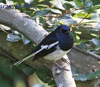 Oriental Magpie-Robin