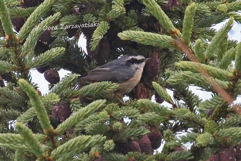 Red-breasted Nuthatchadult