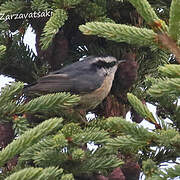 Red-breasted Nuthatch