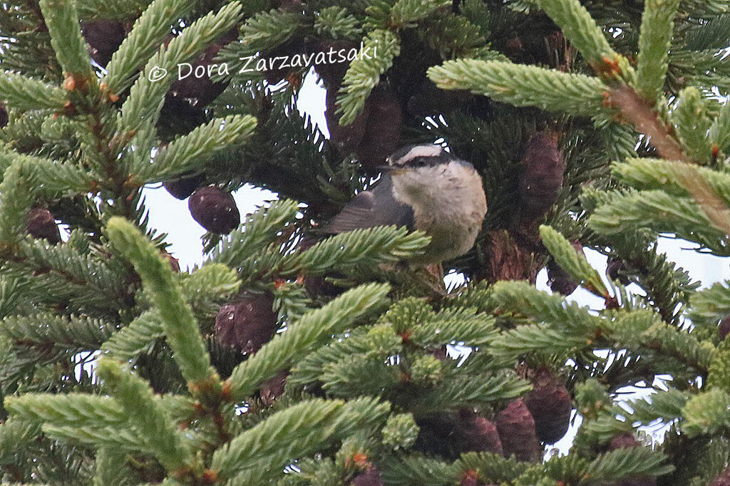 Red-breasted Nuthatchadult