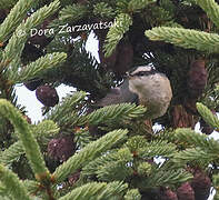 Red-breasted Nuthatch