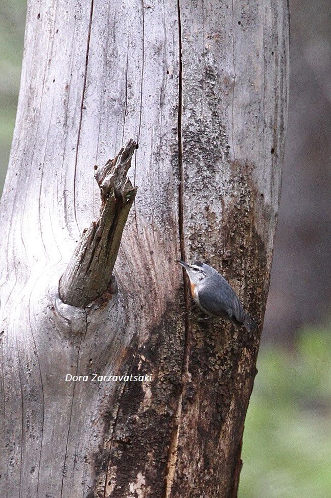 Krüper's Nuthatch