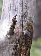 Krüper's Nuthatch