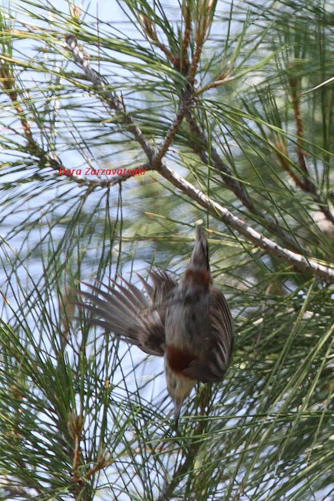 Krüper's Nuthatch