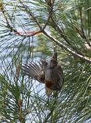 Krüper's Nuthatch