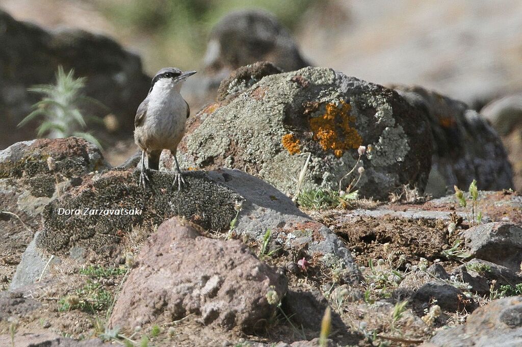 Western Rock Nuthatch