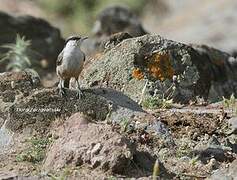 Western Rock Nuthatch