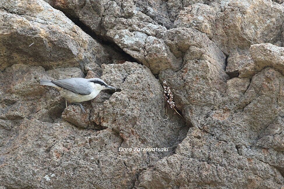 Western Rock Nuthatch