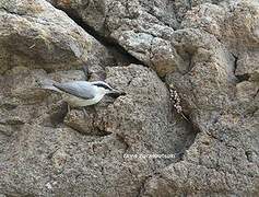 Western Rock Nuthatch