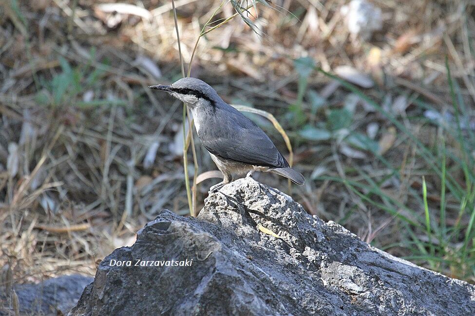 Western Rock Nuthatch