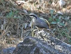 Western Rock Nuthatch