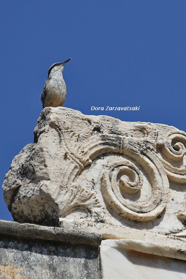 Western Rock Nuthatch