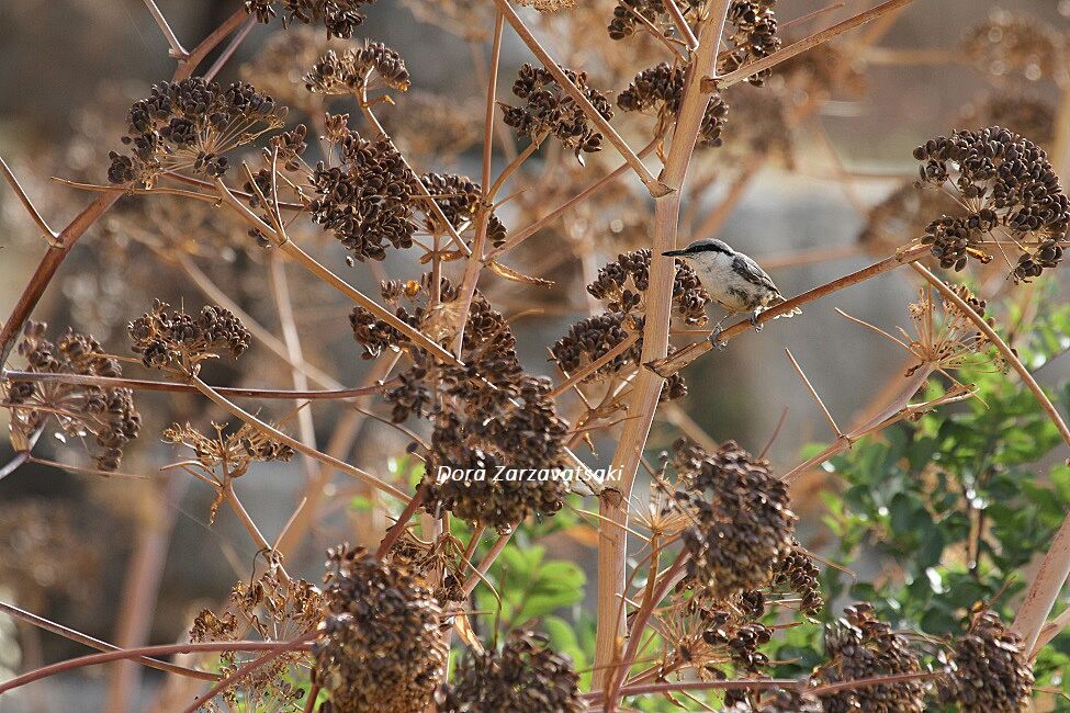 Western Rock Nuthatch