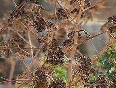 Western Rock Nuthatch