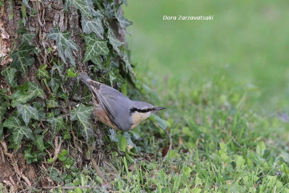 Eurasian Nuthatch