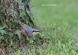 Eurasian Nuthatch