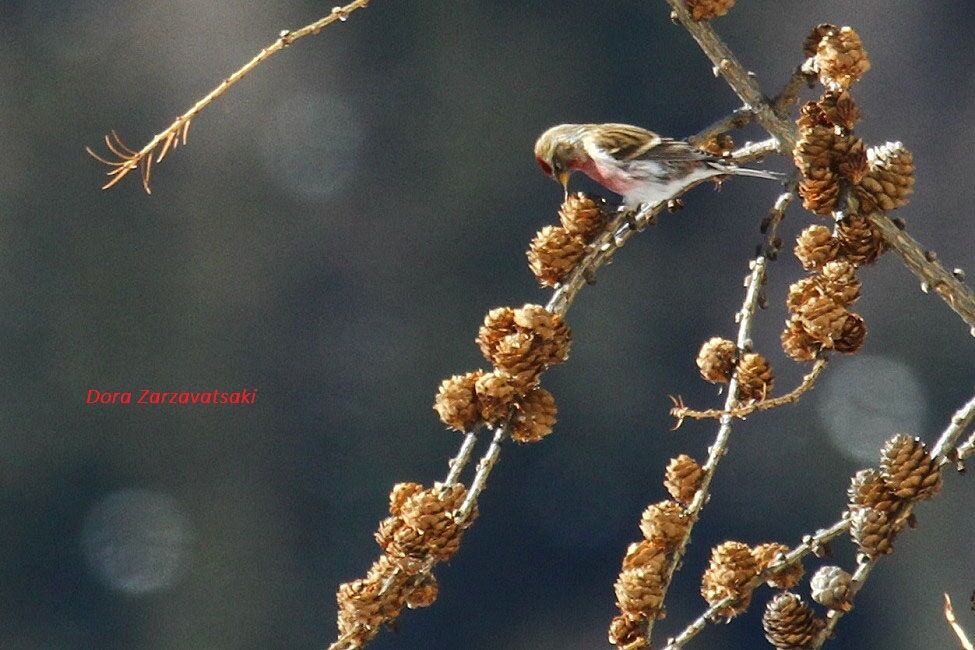 Common Redpoll