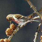 Redpoll