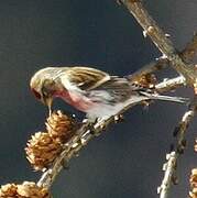 Common Redpoll