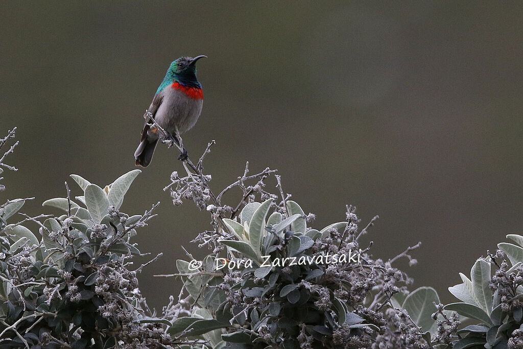 Southern Double-collared Sunbird male adult