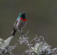 Southern Double-collared Sunbird