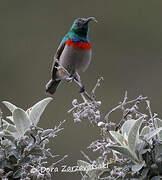 Southern Double-collared Sunbird