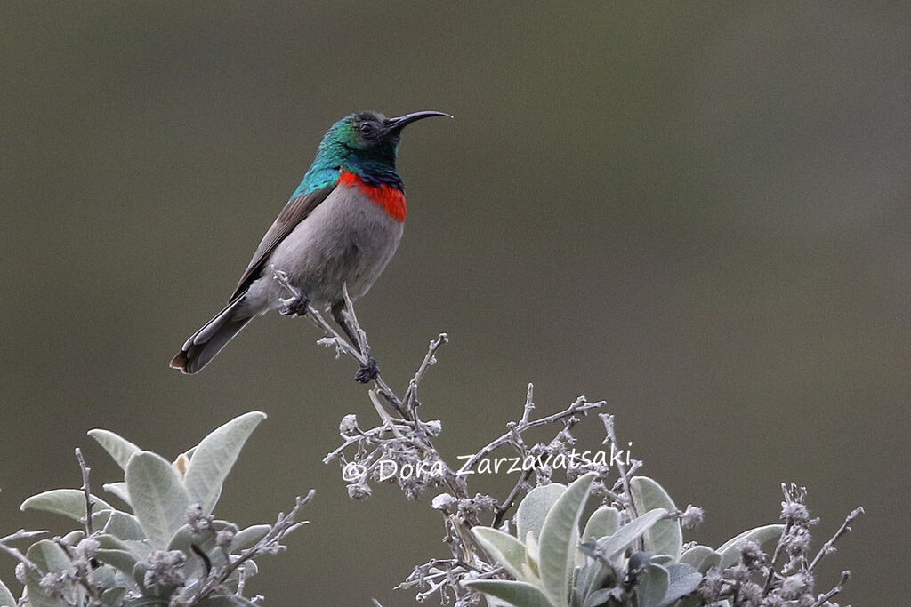 Southern Double-collared Sunbird male adult