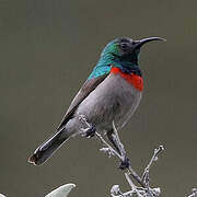 Southern Double-collared Sunbird