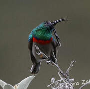 Southern Double-collared Sunbird