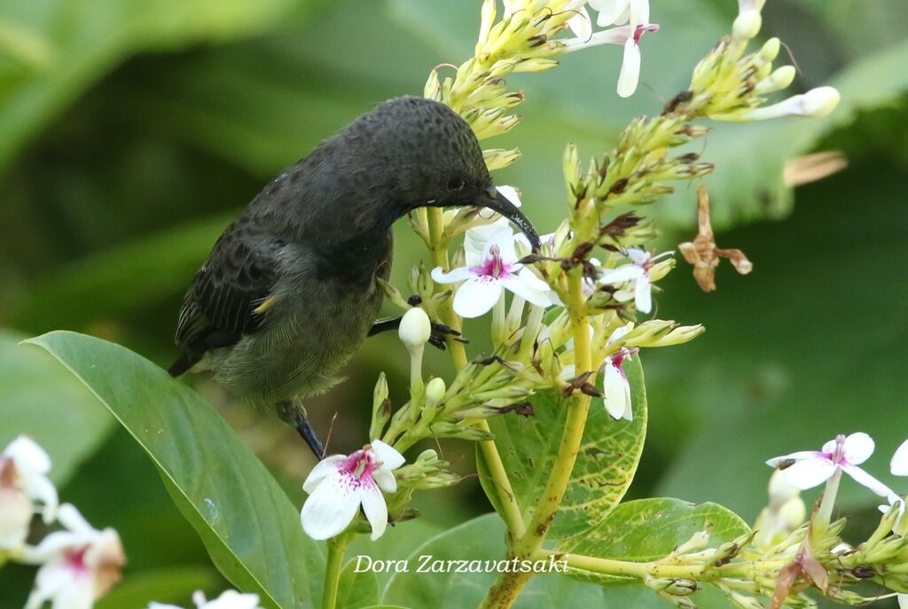 Souimanga des Seychelles mâle, identification, régime