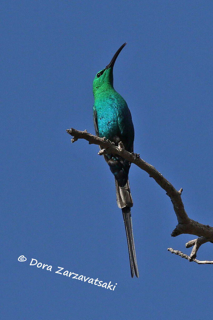 Malachite Sunbird male adult breeding