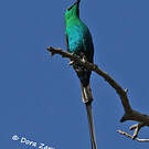 Souimanga malachite