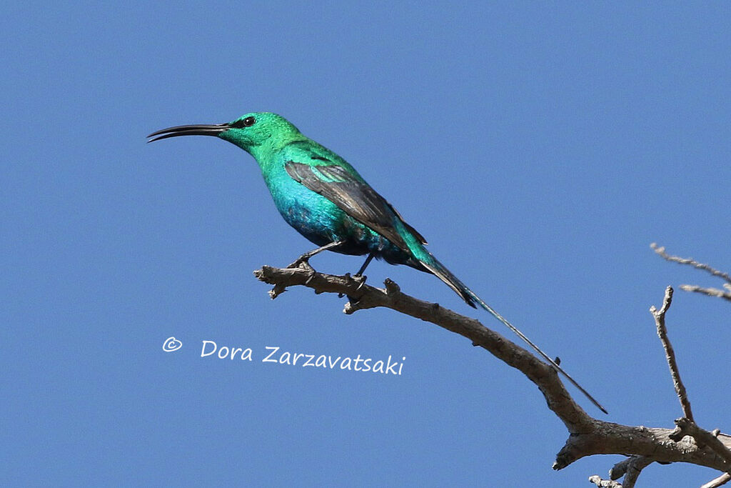 Malachite Sunbird male adult