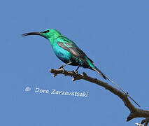 Malachite Sunbird