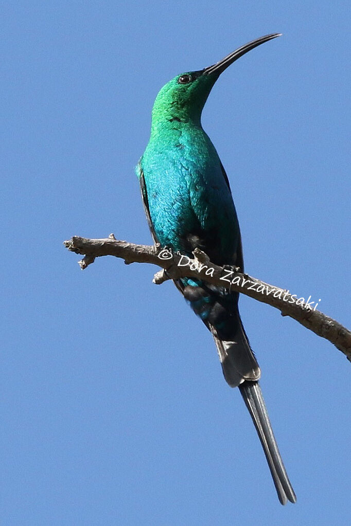 Malachite Sunbird male adult