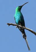 Malachite Sunbird