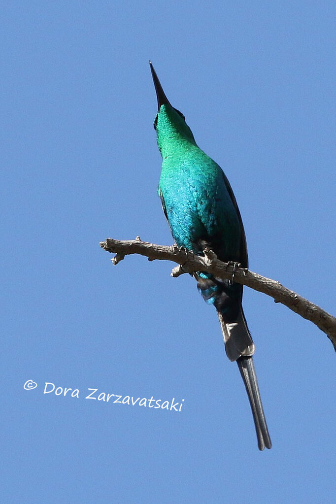 Malachite Sunbird male adult