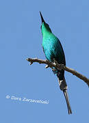 Malachite Sunbird